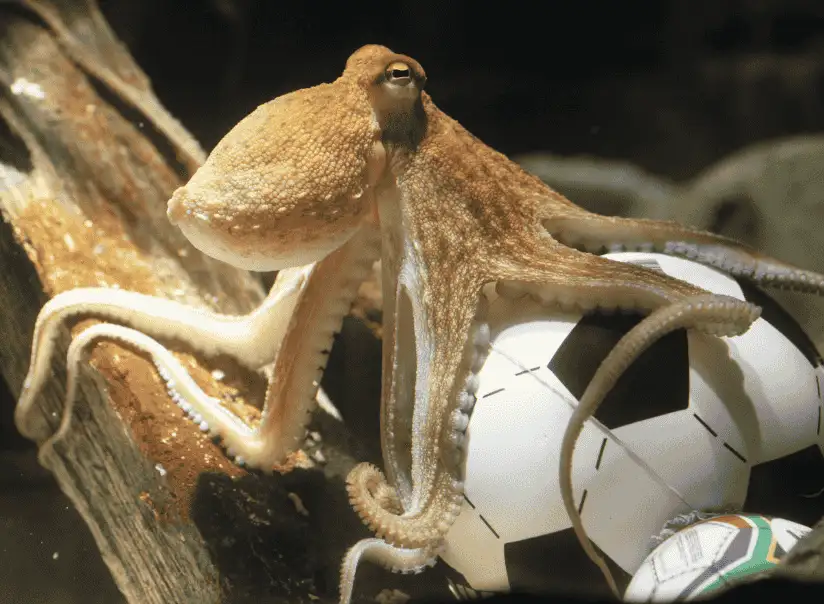 2026 南非世界盃章魚保羅 Paul the Octopus 進行賽事預測畫面